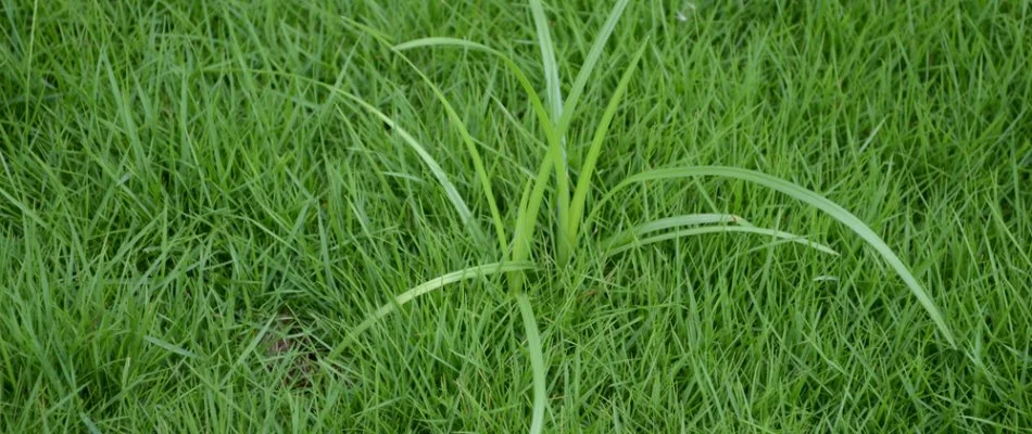 Nutsedge weed on a lawn in New Jersey.