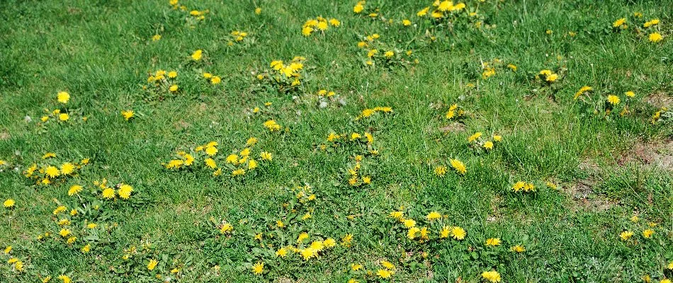 Yellow weeds on a lawn in Westfield, NJ.