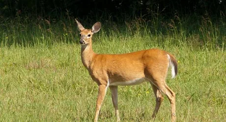 A deer standing on a property in Westfield, NJ.