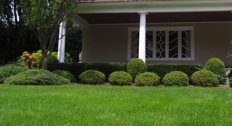 Professionally trimmed shrubs in front of a home in Westfield, NJ.